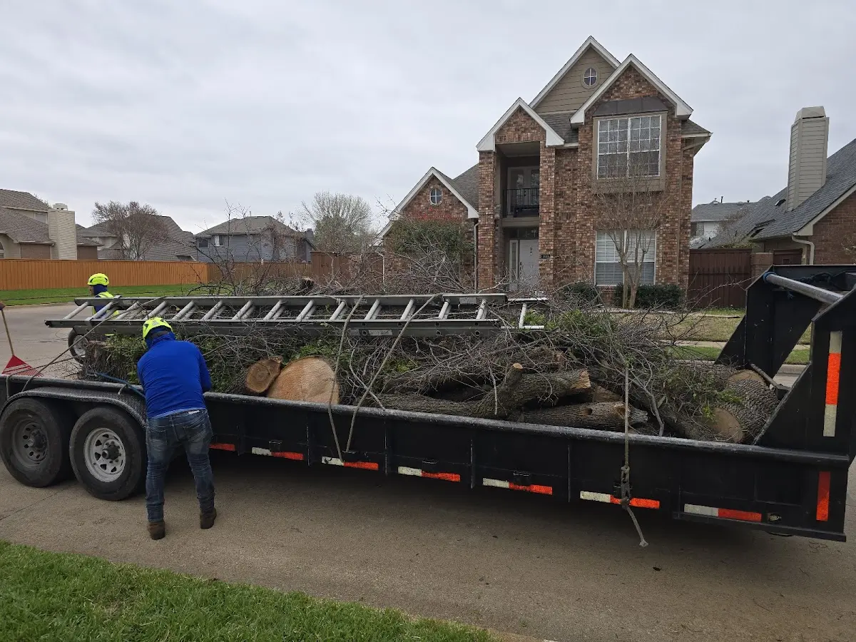 Expert Tree Pest Control with proper safety equipment in Rogers